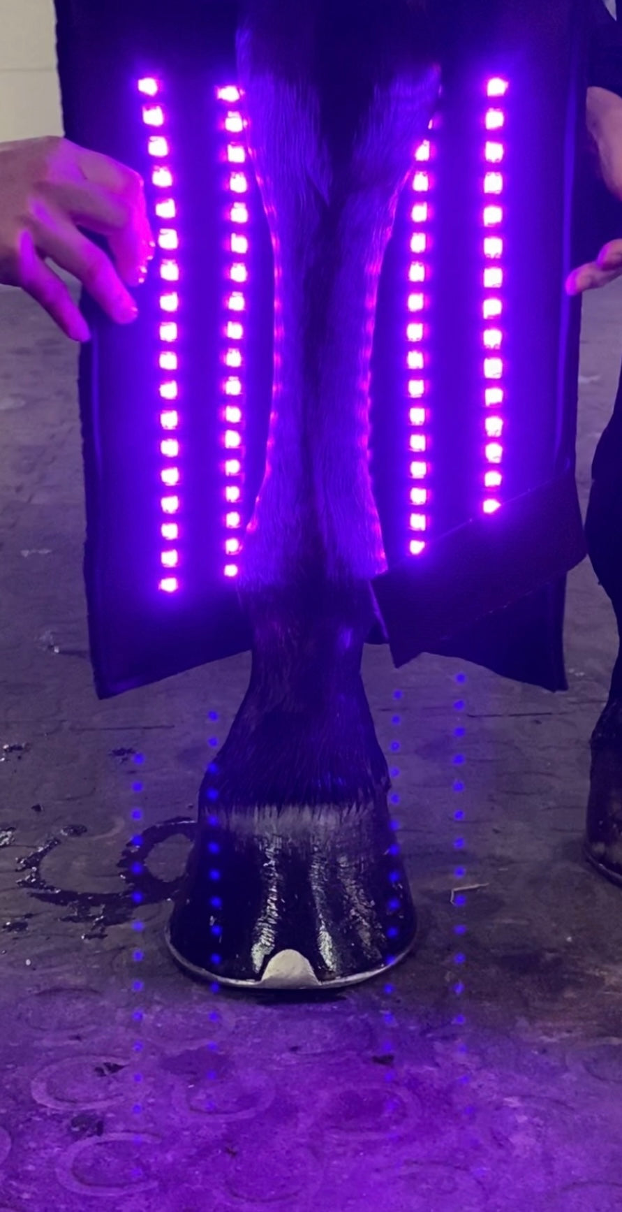 Black Friday Equine LTS 3.0- 1 Therapy Pad