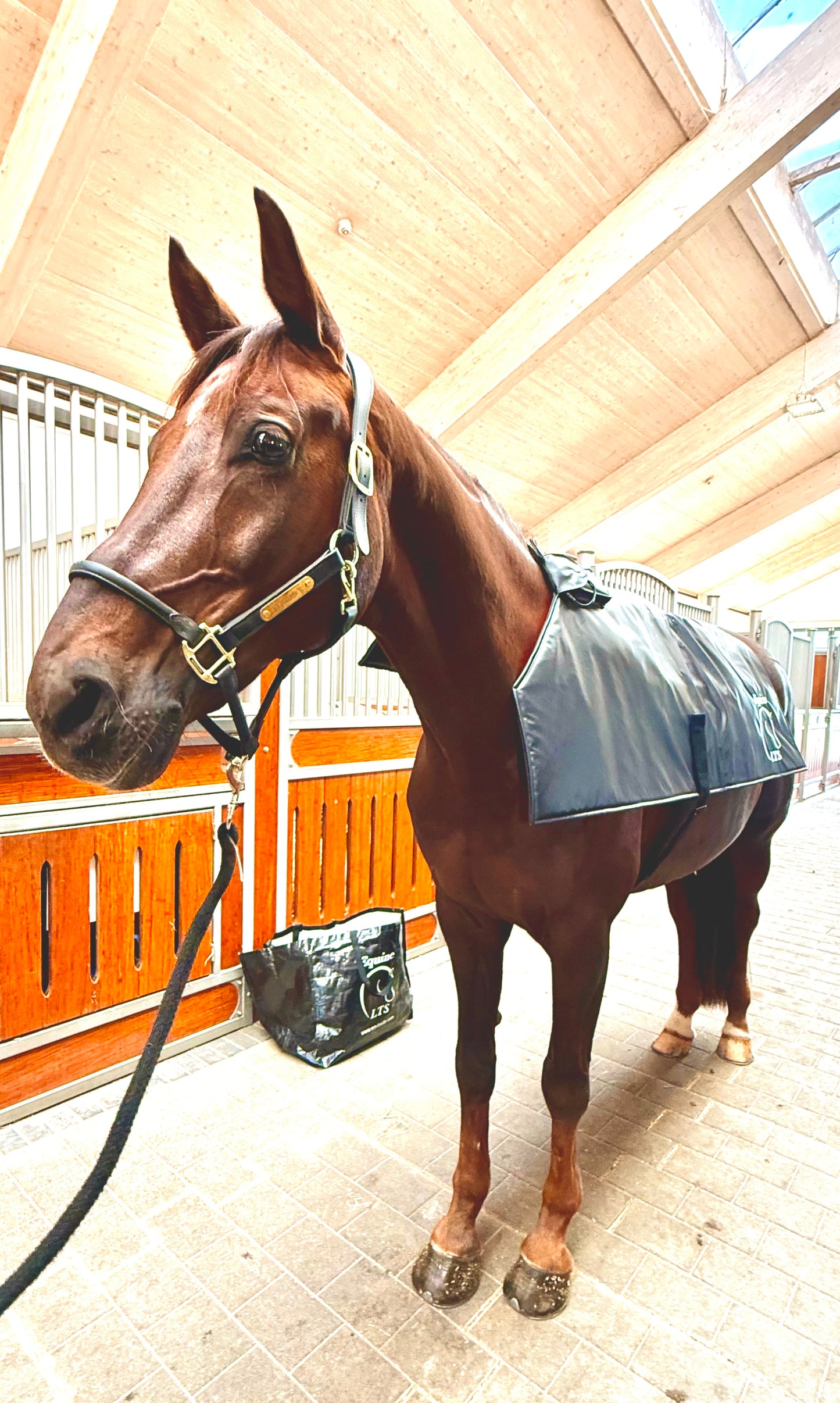 Full Topline Action Bundle