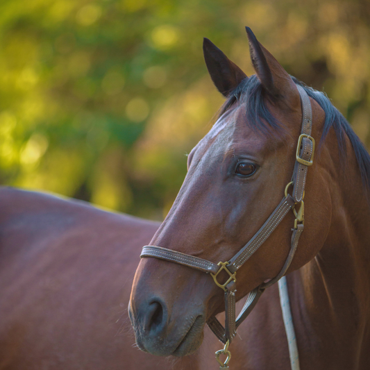 How Horses Process Protein — And Why Too Much Can Cause Trouble
