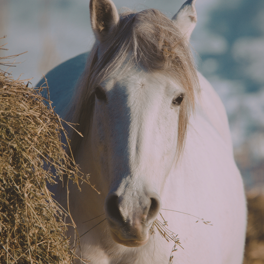 The Hidden Link Between High‑Protein Diets and Arthritis in Horses