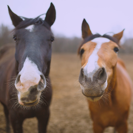 If I could help you understand 1 thing about choosing supplements for your horse- This would be it!