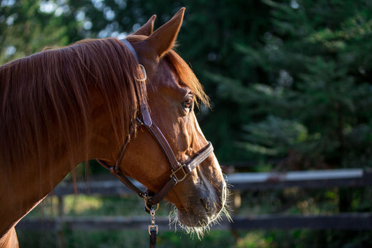 Why Magnesium Oxide May Be Working Against Your Horse’s Digestive Health