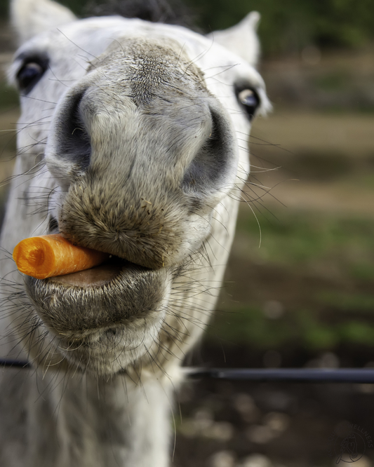 Top Signs of Equine Metabolic Syndrome — Are You Missing Them?