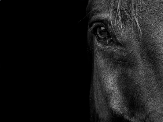 Why Your Horse Is in Pain: Understanding NSAIDs, Hidden Risks, and the Holistic Path to Pain Resolution